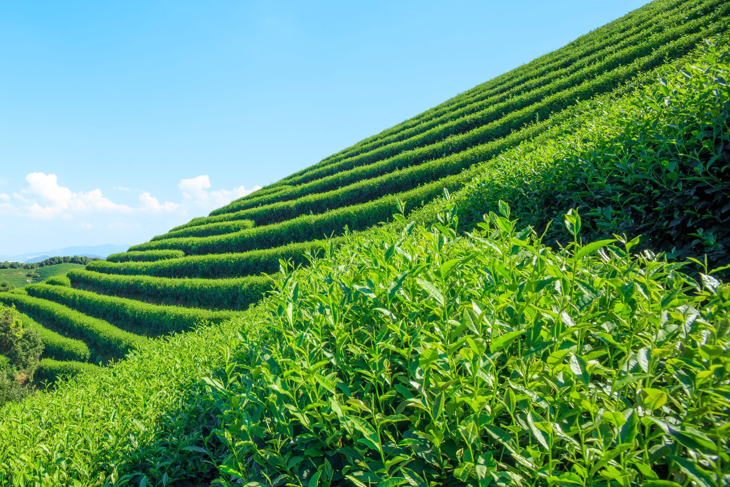 Charleston Tea Garden - Relaxing Activities