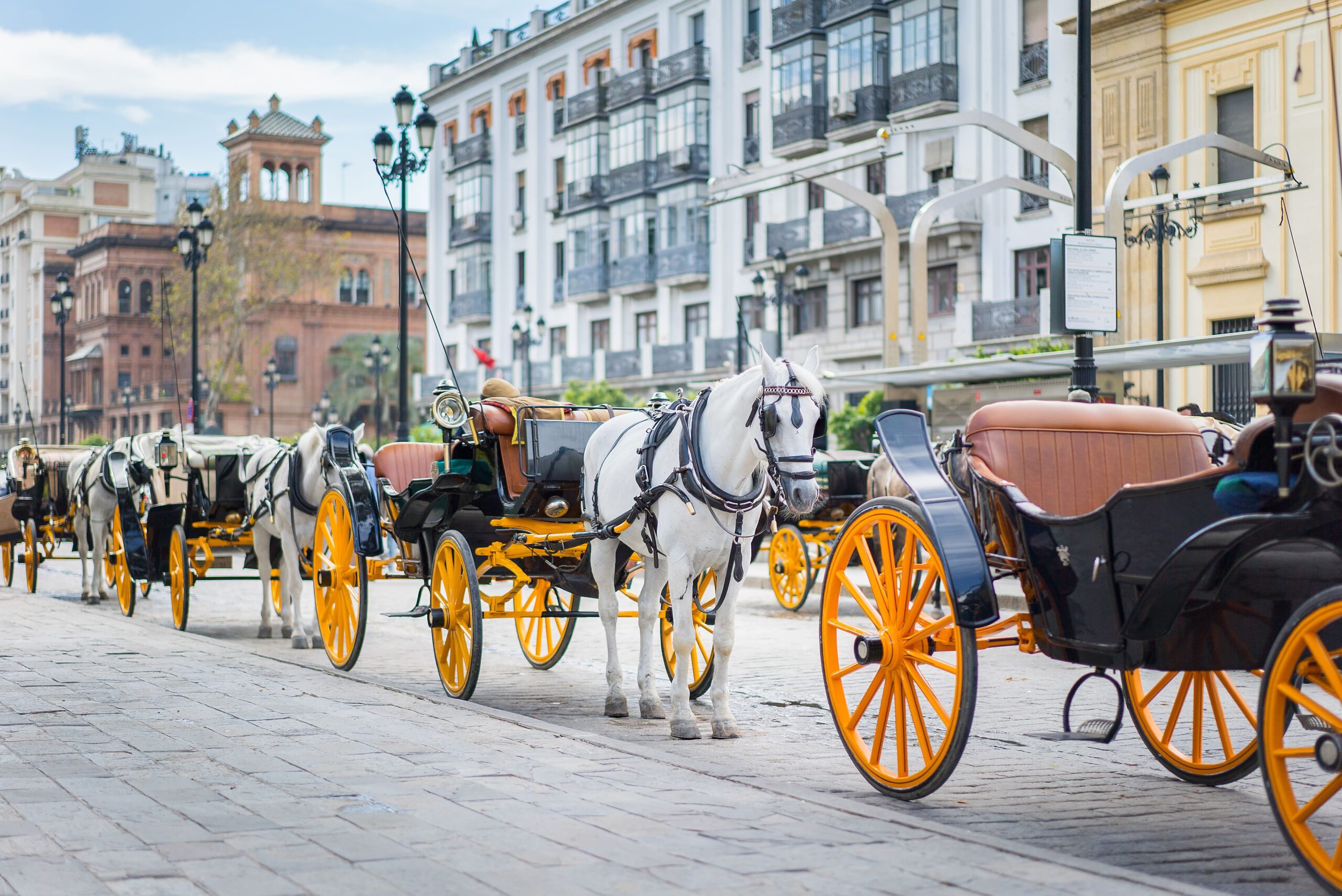 Horse Drawn Carriage Tours - Transportation Options